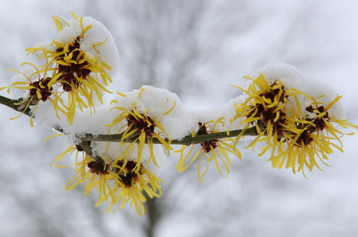 Гамамелис виргинский. Зимнее цветение. Фото с сайта <!--noindex--><a href="https://pikabu.ru/story/gamamelis_virginskiy_12345973?u=http%3A%2F%2Fpro-dachnikov.com&t=pro-dachnikov.com&h=a66ec94e240bdb41e1066688d8702e092d937e55" title="http://pro-dachnikov.com" target="_blank" rel="nofollow noopener">pro-dachnikov.com</a><!--/noindex-->.