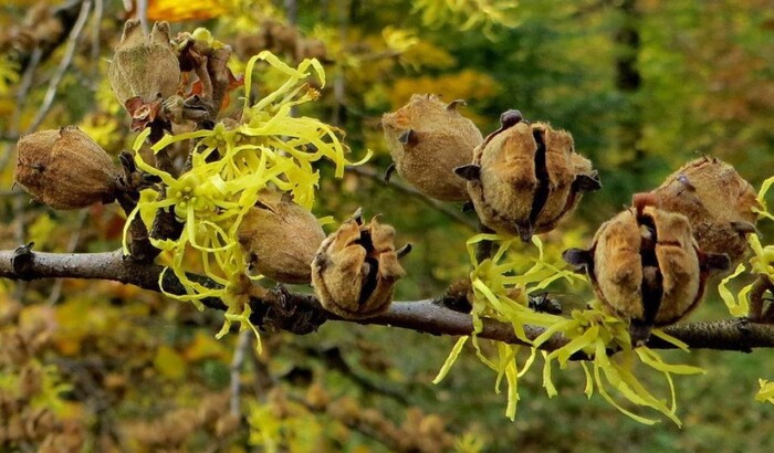 Гамамелис виргинский. Цветки и прошлогодние плоды. Фото с сайта <!--noindex--><a href="https://pikabu.ru/story/gamamelis_virginskiy_12345973?u=http%3A%2F%2Fkoreatrade.ru&t=koreatrade.ru&h=b30ba6b1d8dce8d35bf5c515caeb008836736e45" title="http://koreatrade.ru" target="_blank" rel="nofollow noopener">koreatrade.ru</a><!--/noindex-->.