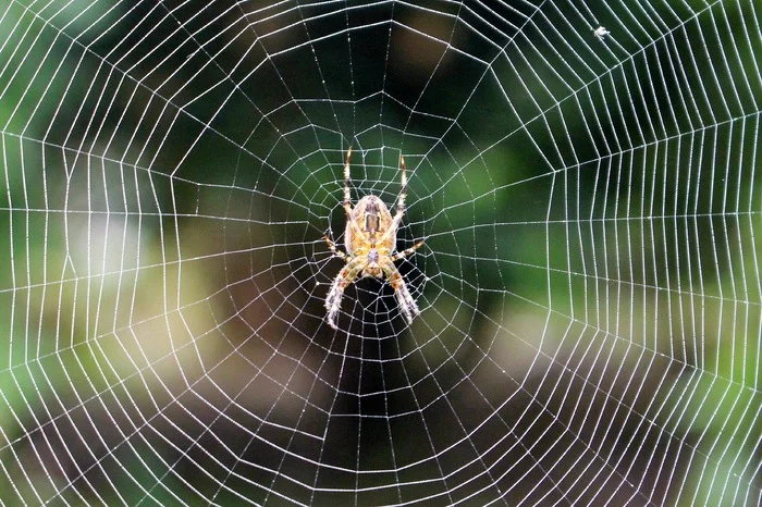 Web of Fate: What Happens When a Spider Gets Caught in Someone Else's Web? - The science, Research, Planet Earth, Biology, Spider, Web