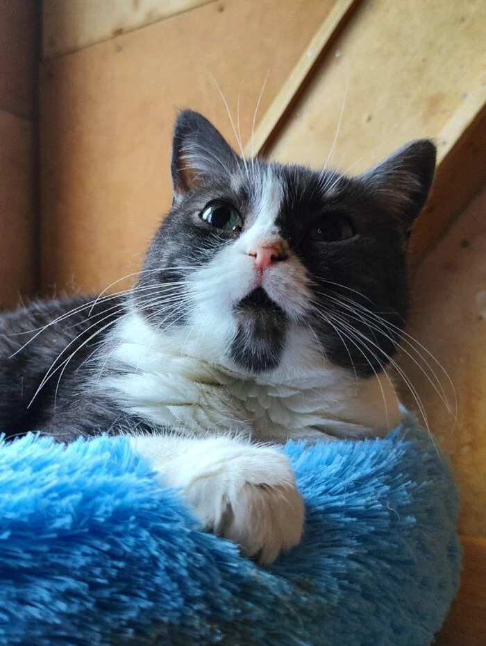 Before and after from the cat Mamuli from breeding (breeder Potekhina E.V., KLC Amur Neva, FARUS) - My, cat, Unscrupulous breeder, Breeding, Breeders, Animal Rescue, Longpost