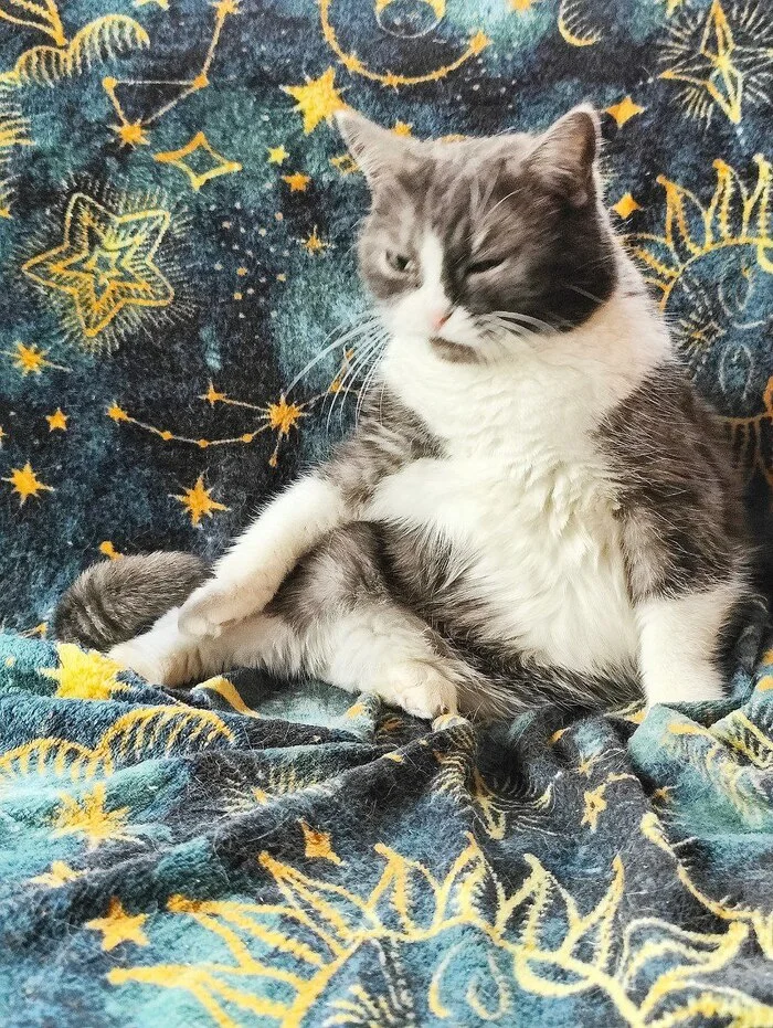 Before and after from the cat Mamuli from breeding (breeder Potekhina E.V., KLC Amur Neva, FARUS) - My, cat, Unscrupulous breeder, Breeding, Breeders, Animal Rescue, Longpost