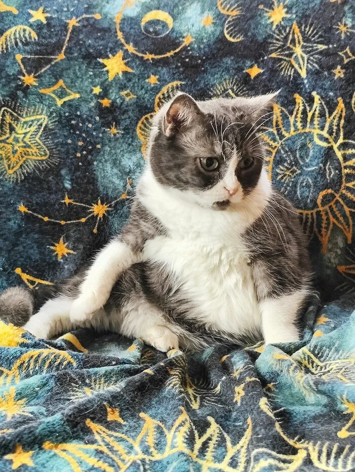 Before and after from the cat Mamuli from breeding (breeder Potekhina E.V., KLC Amur Neva, FARUS) - My, cat, Unscrupulous breeder, Breeding, Breeders, Animal Rescue, Longpost