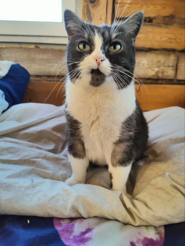 Before and after from the cat Mamuli from breeding (breeder Potekhina E.V., KLC Amur Neva, FARUS) - My, cat, Unscrupulous breeder, Breeding, Breeders, Animal Rescue, Longpost