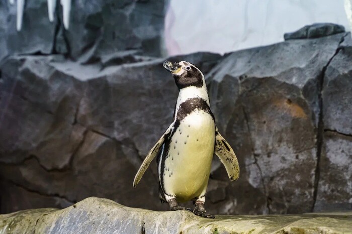 Пингвин из океанариума "Рио"