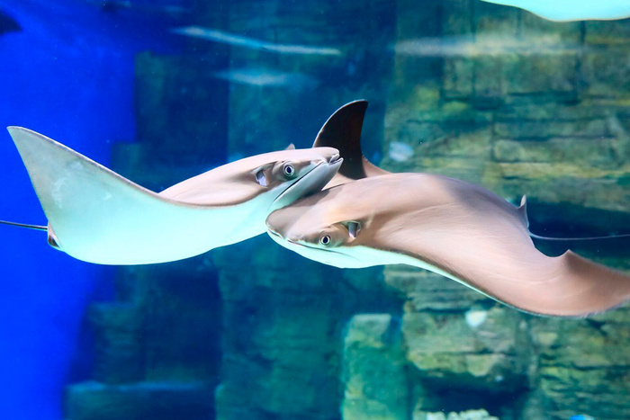 Скаты из Москвариума