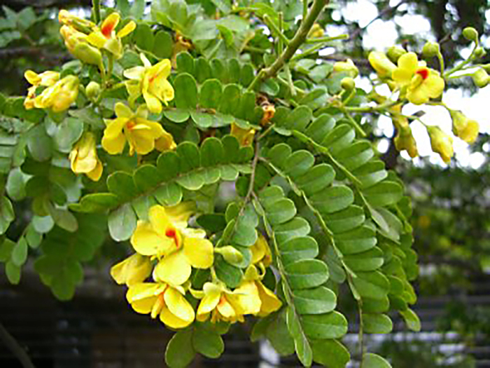 Цветки цезальпинии. Фото с сайта <!--noindex--><a href="https://pikabu.ru/story/tsezalpiniya_ili_fernambuk_12341779?u=http%3A%2F%2Fshojoedaijo.blogspot.com&t=shojoedaijo.blogspot.com&h=1e74d0ef083905ba988fc397b6aa2e7dad753ea7" title="http://shojoedaijo.blogspot.com" target="_blank" rel="nofollow noopener">shojoedaijo.blogspot.com</a><!--/noindex-->.