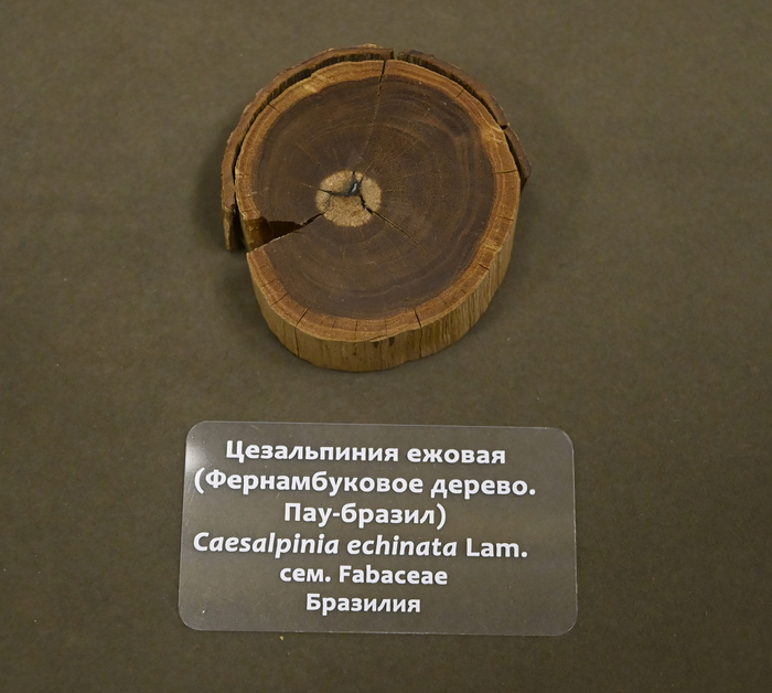 Спил фернамбукового дерева. Коллекция Ботанического музея БИН РАН.