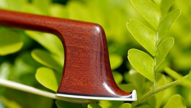 Часть смычка из фернамбука. Фото Пеппо Вагнер с сайта <!--noindex--><a href="https://pikabu.ru/story/tsezalpiniya_ili_fernambuk_12341779?u=http%3A%2F%2Ftv.orf.at&t=tv.orf.at&h=2a35d8af5fbf82bf3ce08717e72f1088014df189" title="http://tv.orf.at" target="_blank" rel="nofollow noopener">tv.orf.at</a><!--/noindex-->.