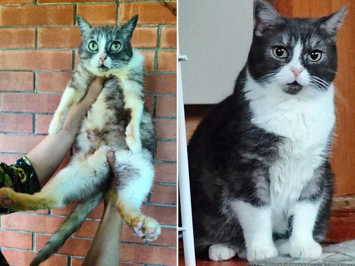 There were a few and they became a few from the animals I saved - My, cat, Animal Rescue, Helping animals, It Was-It Was, Dacha, Winter, Longpost