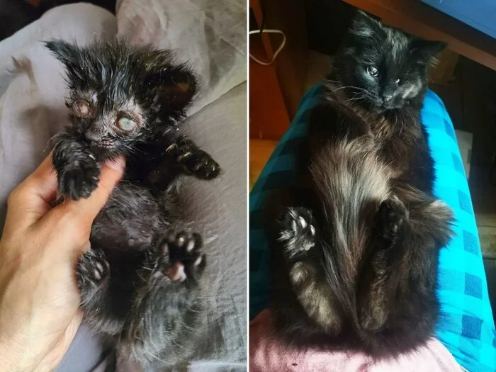 There were a few and they became a few from the animals I saved - My, cat, Animal Rescue, Helping animals, It Was-It Was, Dacha, Winter, Longpost