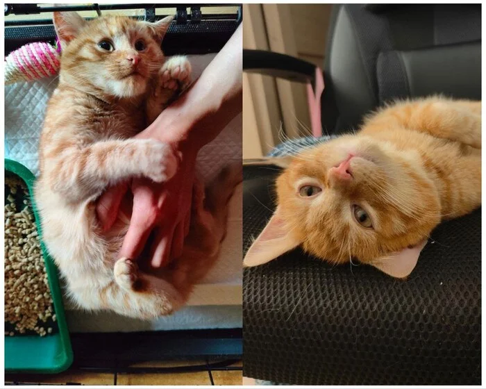 There were a few and they became a few from the animals I saved - My, cat, Animal Rescue, Helping animals, It Was-It Was, Dacha, Winter, Longpost