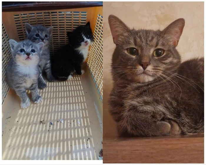 There were a few and they became a few from the animals I saved - My, cat, Animal Rescue, Helping animals, It Was-It Was, Dacha, Winter, Longpost