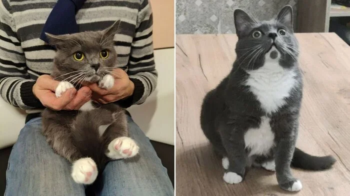 There were a few and they became a few from the animals I saved - My, cat, Animal Rescue, Helping animals, It Was-It Was, Dacha, Winter, Longpost