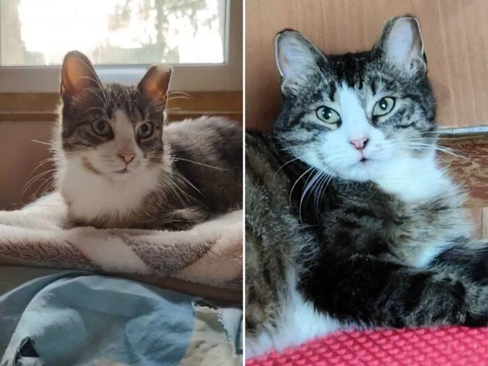There were a few and they became a few from the animals I saved - My, cat, Animal Rescue, Helping animals, It Was-It Was, Dacha, Winter, Longpost