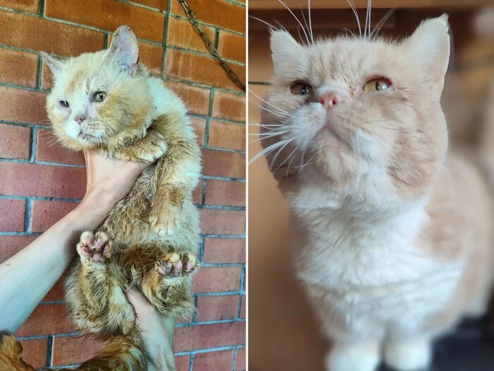 There were a few and they became a few from the animals I saved - My, cat, Animal Rescue, Helping animals, It Was-It Was, Dacha, Winter, Longpost