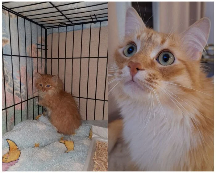 There were a few and they became a few from the animals I saved - My, cat, Animal Rescue, Helping animals, It Was-It Was, Dacha, Winter, Longpost