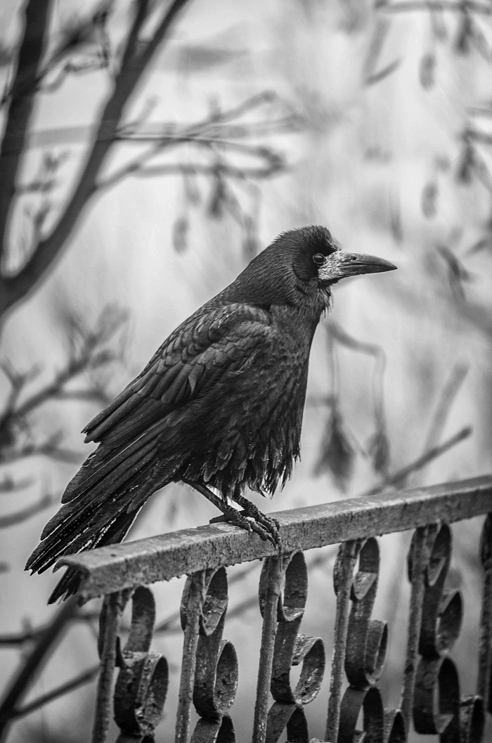     , ,  , , - , -, Nikon, , 