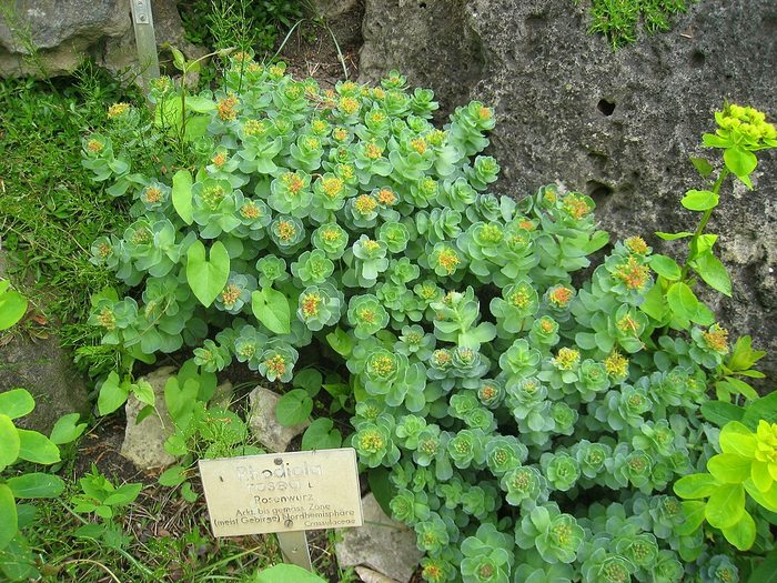 Родиола розовая (золотой корень, розовый корень) (лат. Rhodíola rsea) — многолетнее травянистое растение; вид рода Родиола семейства Толстянковые (Crassulaceae). Общий вид цветущего растения в Берлинском ботаническом саду