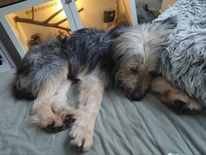 Побег года: русский пёс нелегально пересек границу и получил финский вид на жительство