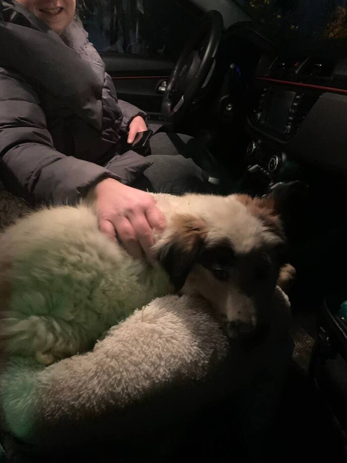 Пирожок поехал домой