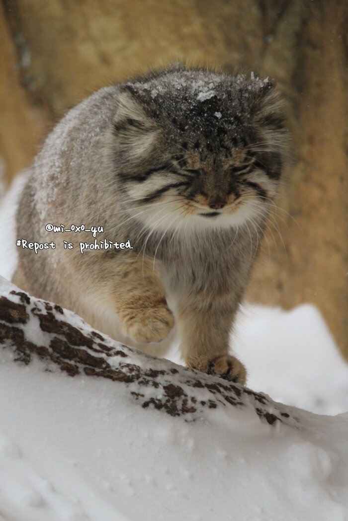 Что мне снег, что мне зной...