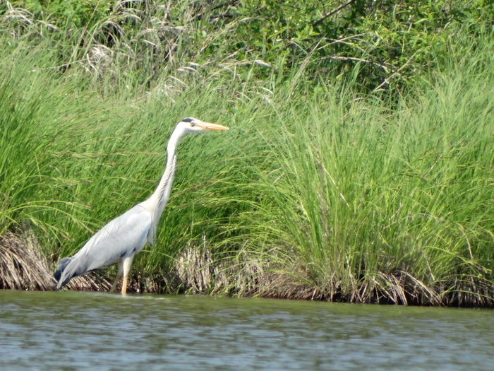 Цапля рыбачит.Молодец👍