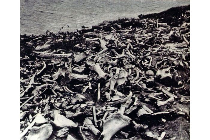 Фотография, сделаная первой экспедицией. Говорят, груда освобождённых от многолетний мерзлоты костей тянулась вдоль берега на 250 метров.