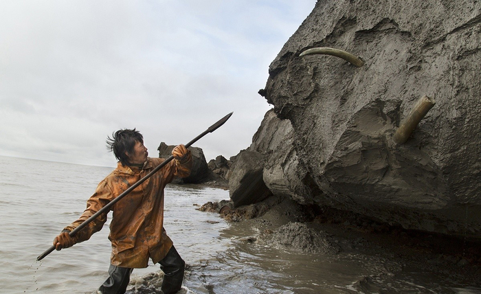 Якутия настолько обильно усыпана останками мамонтов, что во времена Российской Империи она занимала второе место по экспорту слоновой кости в Европу. Уступала Якутия лишь Африке.