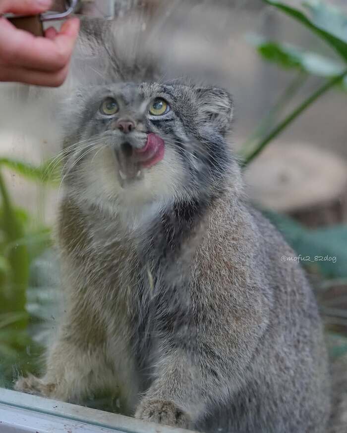 Вожделенная рука