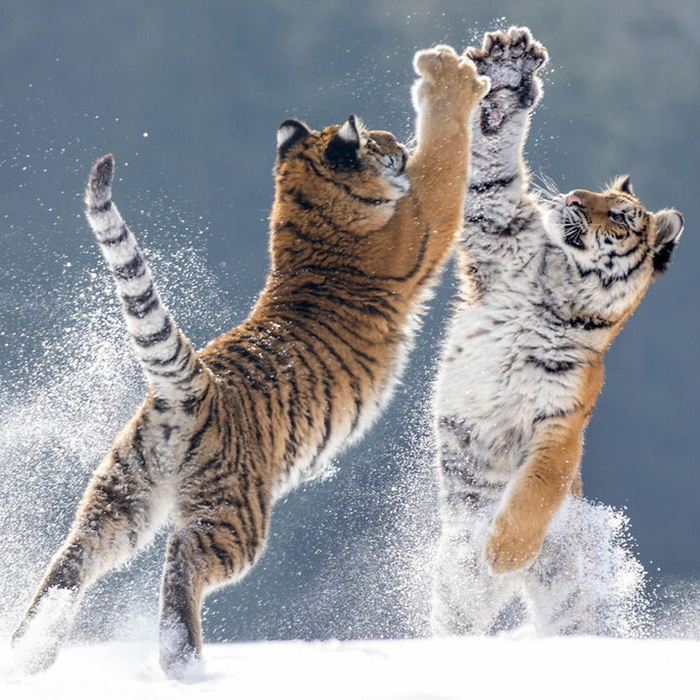 ������� ������ ���� �������.