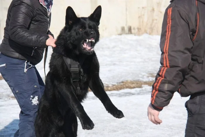 East European Shepherd: Why did the German Shepherd lose to the Russian VEO? - East European Shepherd, Dog, Animals, Pets, Yandex Zen, Yandex Zen (link), Longpost
