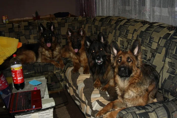 East European Shepherd: Why did the German Shepherd lose to the Russian VEO? - East European Shepherd, Dog, Animals, Pets, Yandex Zen, Yandex Zen (link), Longpost