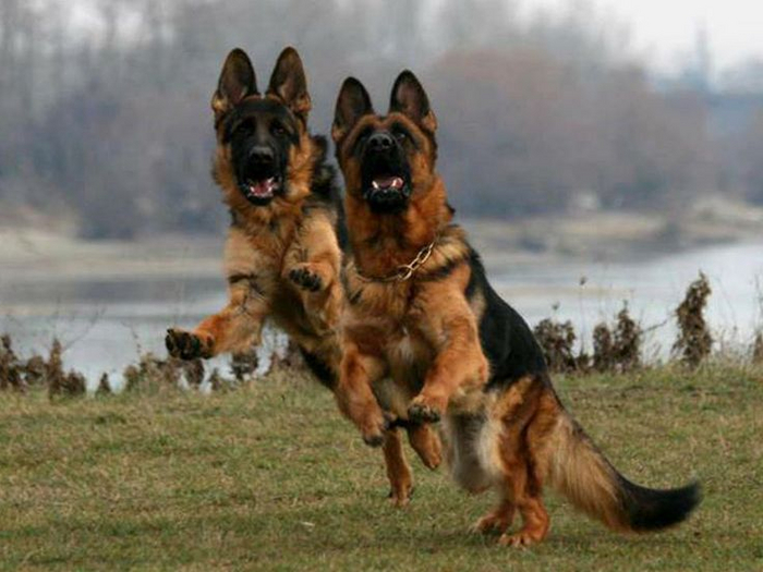 Ни с места! Вы арестованы за клевету на нашу породу!