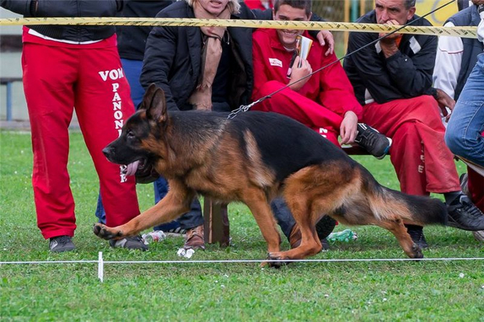 Почувствуйте разницу. Это овчарка шоу-класса.