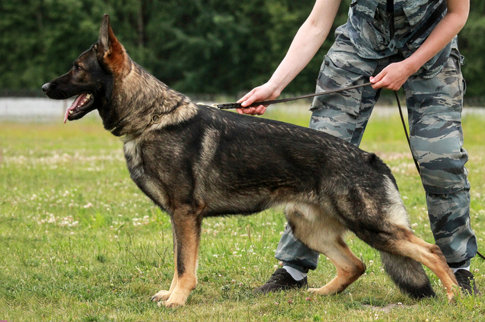 А это — немецкая овчарка рабочего разведения. Кажется, что у неё куда больше общего с восточноевропейской овчаркой.