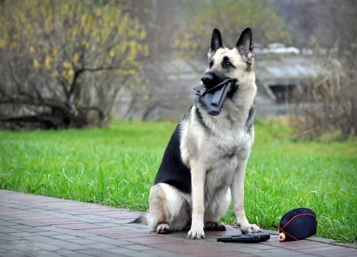 East European Shepherd: Why did the German Shepherd lose to the Russian VEO? - East European Shepherd, Dog, Animals, Pets, Yandex Zen, Yandex Zen (link), Longpost