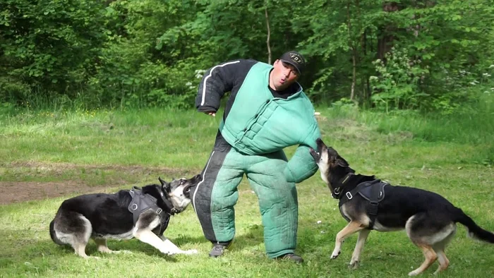 East European Shepherd: Why did the German Shepherd lose to the Russian VEO? - East European Shepherd, Dog, Animals, Pets, Yandex Zen, Yandex Zen (link), Longpost