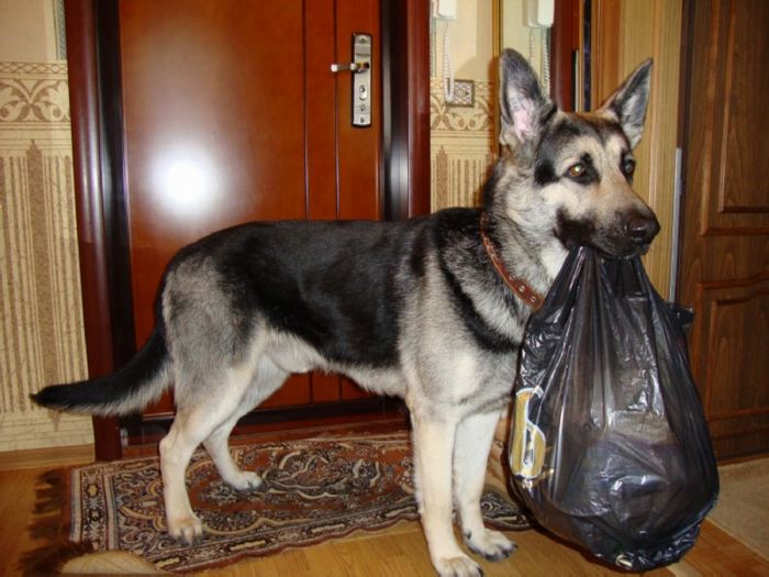 С таким псом и в огонь, и в воду, и в магазин!