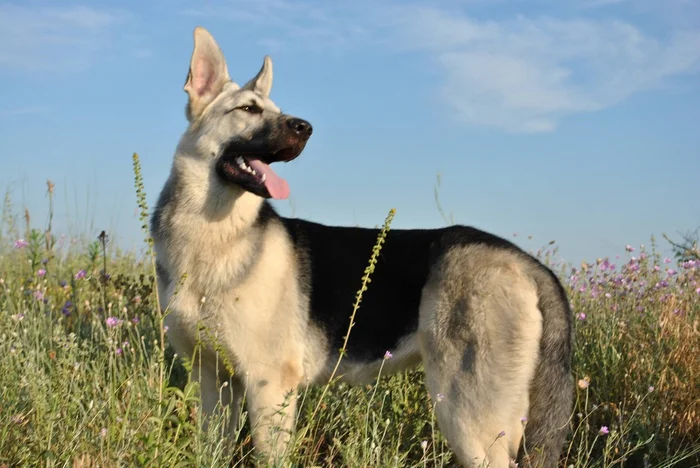 East European Shepherd: Why did the German Shepherd lose to the Russian VEO? - East European Shepherd, Dog, Animals, Pets, Yandex Zen, Yandex Zen (link), Longpost