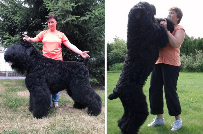 Обниматься с таким великаном одно удовольствие!