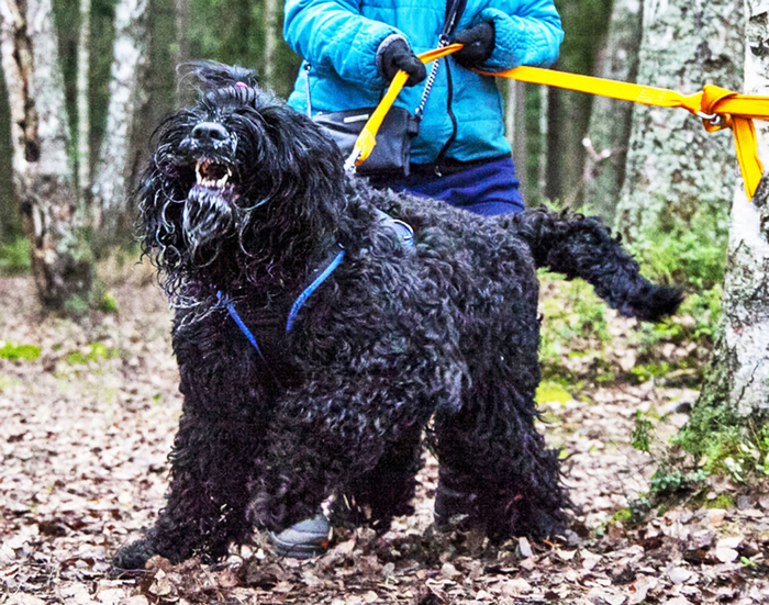 — Здравствуйте, я на кастинг Собаки Баскервилия. — Вы приняты!