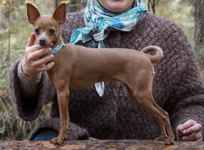 Русский той терьер — одна из немногих советских пород, что признана международной кинологической федерацией.