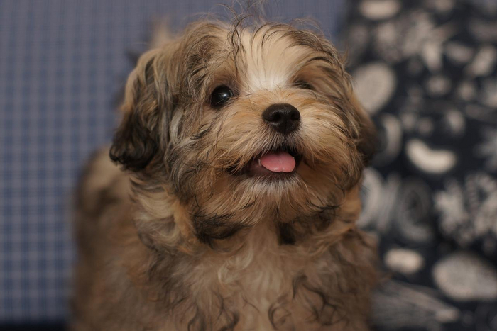 Очаровательные булочки русские цветные болонки долгое время были редкой и почти забытой породой, но сейчас интерес к ним вновь подскочил.