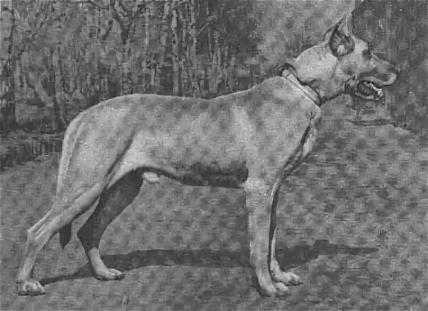 Увы, от московских догов даже приличных фотографий не осталось. Настолько эксперемент оказался провальным.