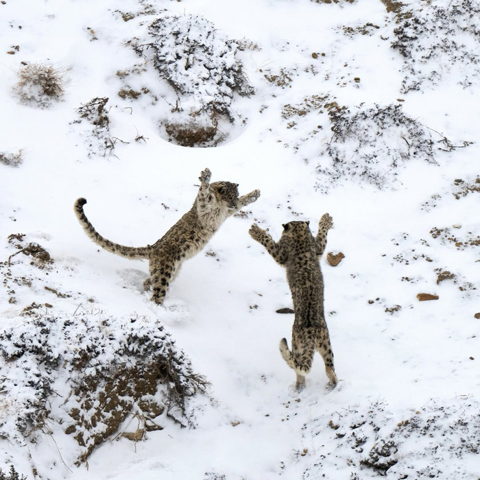 Когда встретил братюню