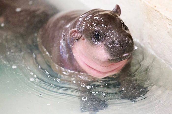 Зачем нужны резиновые уточки? Лучше дайте мне в ванну карликового бегемота!