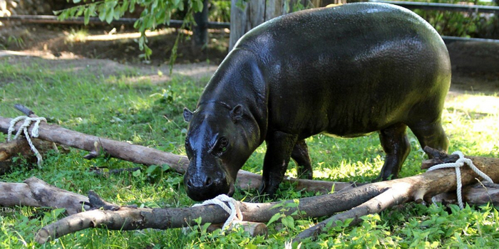 Кстати, посмотреть на карликового бегемота можно и в России, в Московском зоопарке.