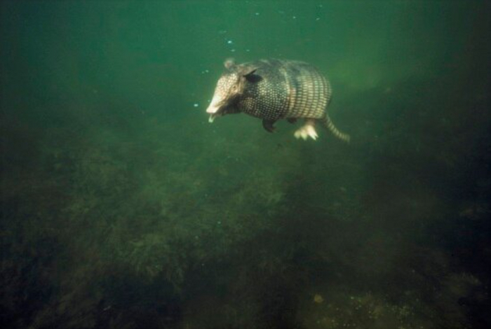 Я теперь не броненосец, я подводная лодка!
