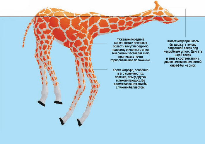 Примерно так выглядит схема плывущего жирафа. Не знаю, как вы, но я не представляю, как в таком положении плыть.