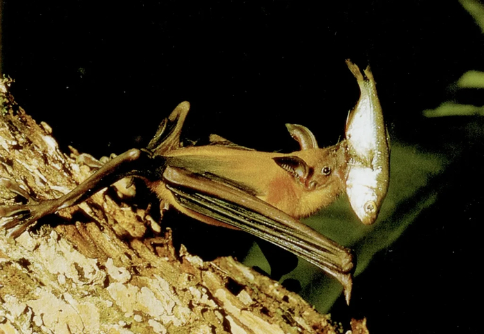 Просто плаваем? Да мы даже рыбу ловить умеем!